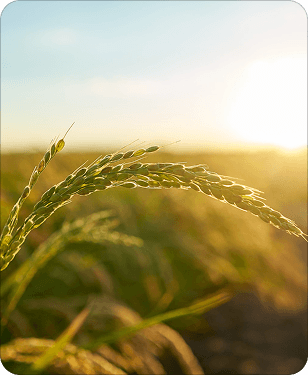 Better Yields